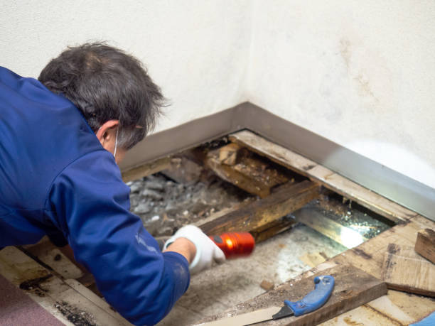 Best Office Mold Removal Services  in Pea Ridge, AR