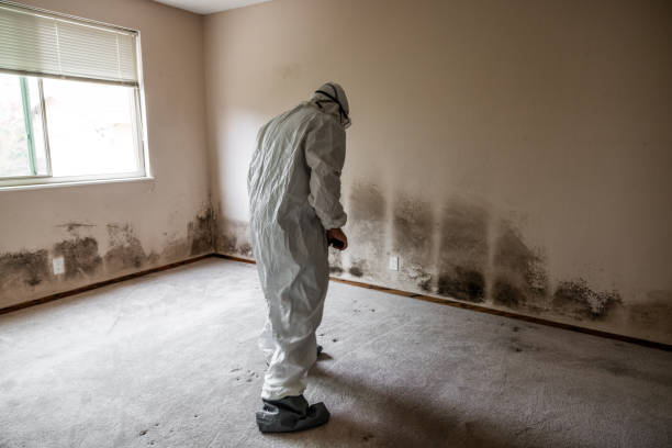Attic Mold Removal in Pea Ridge, AR