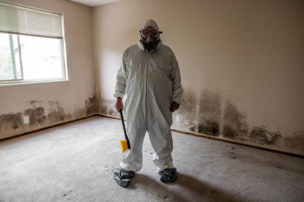Best Toxic Mold Removal  in Pea Ridge, AR