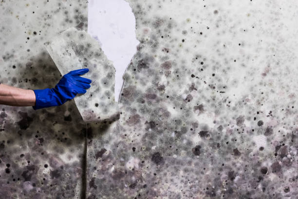 Best Residential Mold Removal  in Pea Ridge, AR