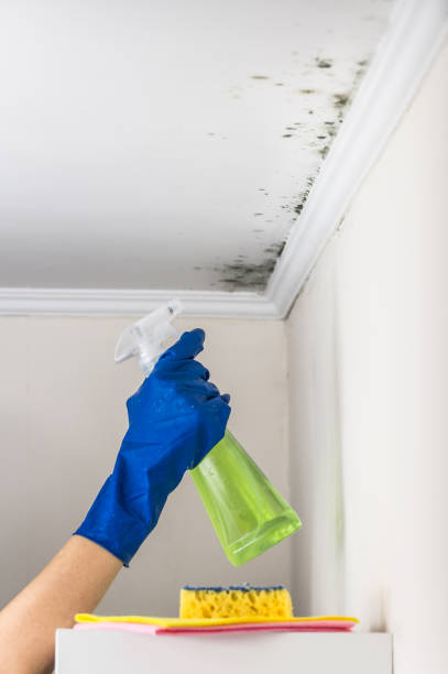 Best Affordable Mold Removal  in Pea Ridge, AR