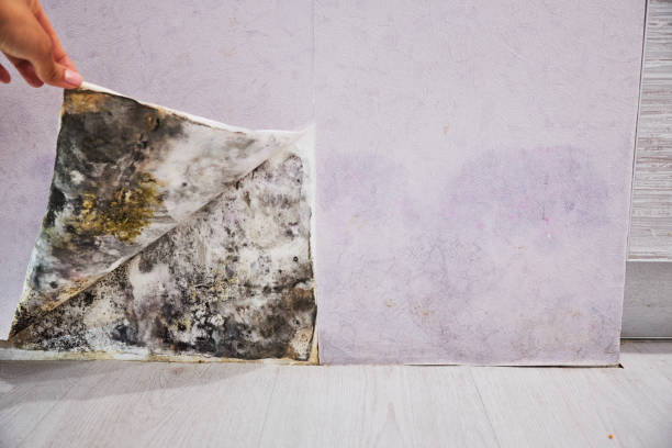 Best Local Mold Removal Service  in Pea Ridge, AR